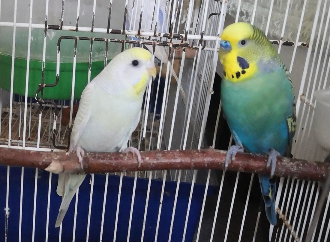 Mutazione